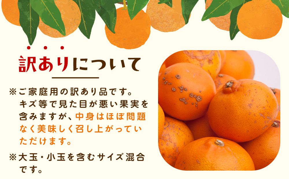 ［先行予約］家庭用 せとか1kg+250g（傷み補償分）［柑橘・春みかんの王様］［わけあり・訳あり］［光センサー選果・食べ頃出荷］［IKE118w］