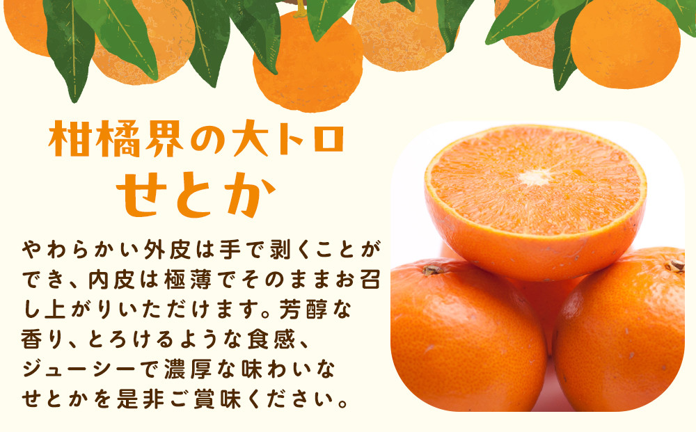 ［先行予約］厳選 せとか1kg+250g（傷み補償分）［柑橘・春みかんの王様］［光センサー選果・食べ頃出荷］［IKE60w］