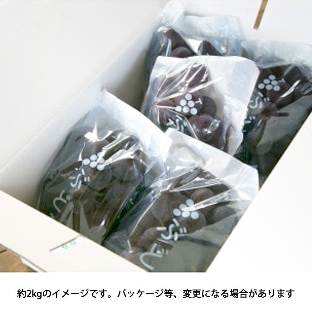 ［先行予約］巨峰 約1kg［朝採り］［葡萄・ぶどう］［種なしブドウ］［フルーツ・果物］［2026年8月下旬頃から順次発送］