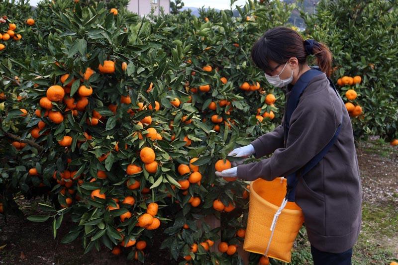 12/23までにご入金確認分は年内発送確定！きれいな温州みかん 寄贈用にお勧め 箱込み 5kg (M サイズ指定)