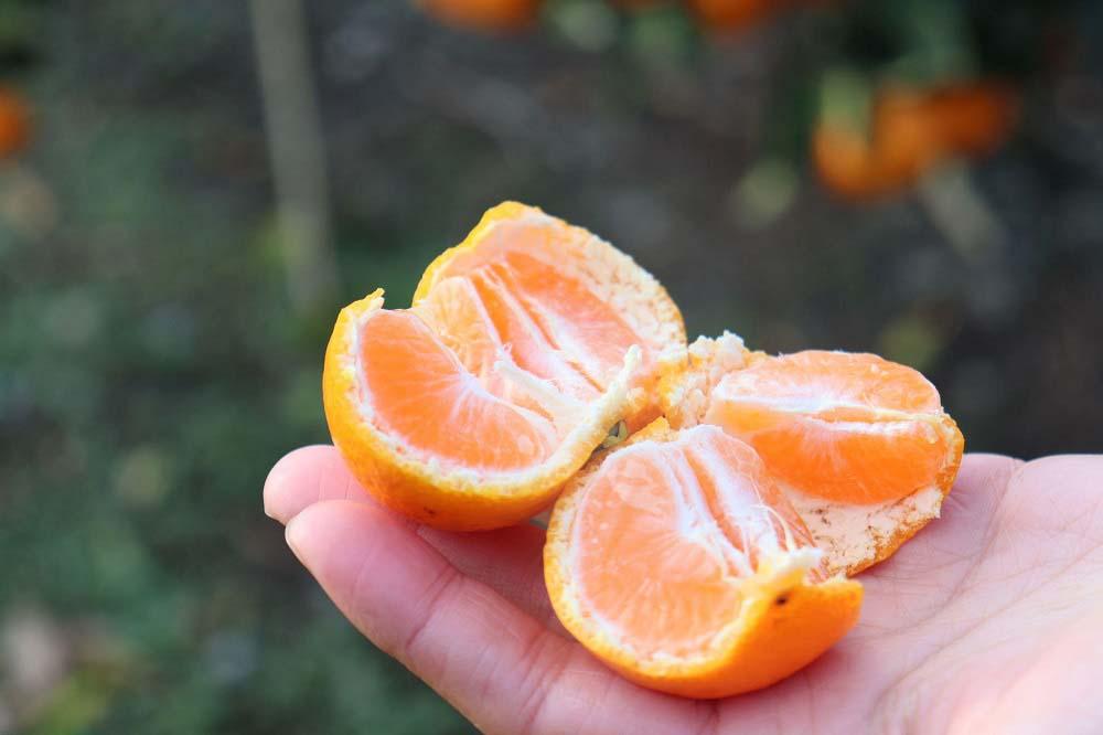 ［2026年3月以降順次発送］農家直送！数量限定！みかんの産地から届く 店主にお任せ 無添加 柑橘ジャム140g×6個