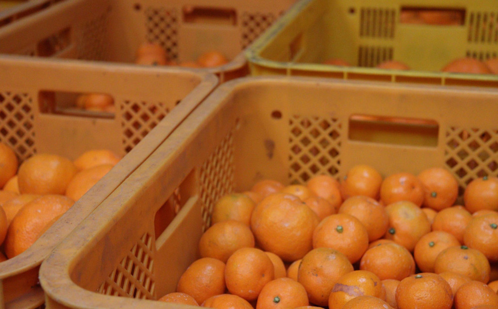 12/24までにご入金確認分は年内発送確定！きれいな温州みかん 寄贈用にお勧め 箱込み 約20kg (S～Lサイズ混合)