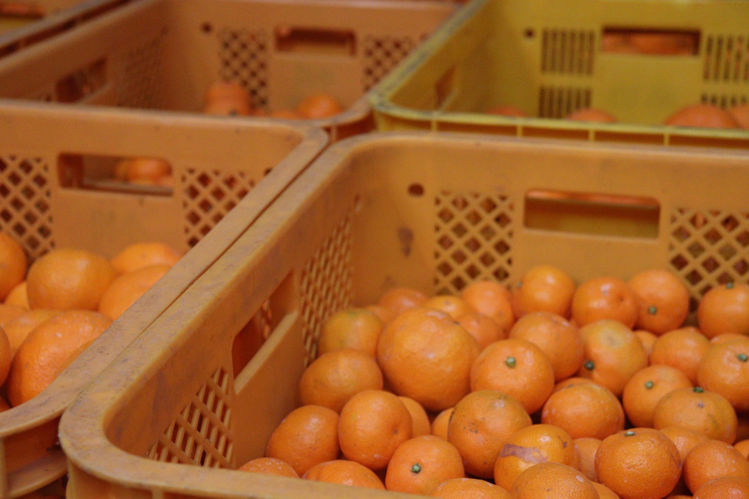 12/23までにご入金確認分は年内発送確定！きれいな温州みかん 寄贈用にお勧め 箱込み 約20kg (S～Lサイズ混合)