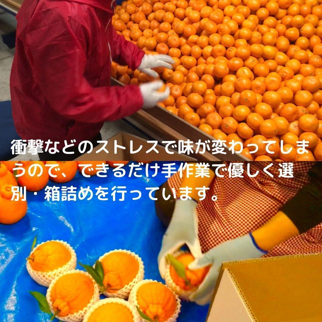 みかん満足セットS | 定期便 全3回 フルーツ みかん 不知火 みかんバター 12月～2月