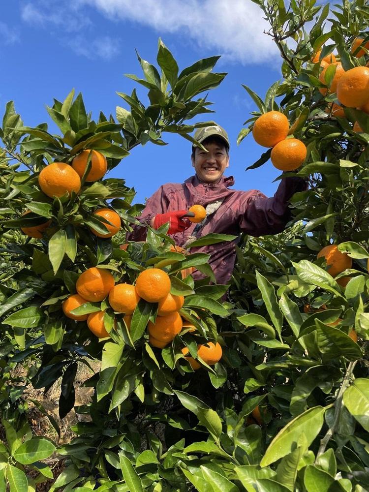 和歌山県産 有田みかん 5kg