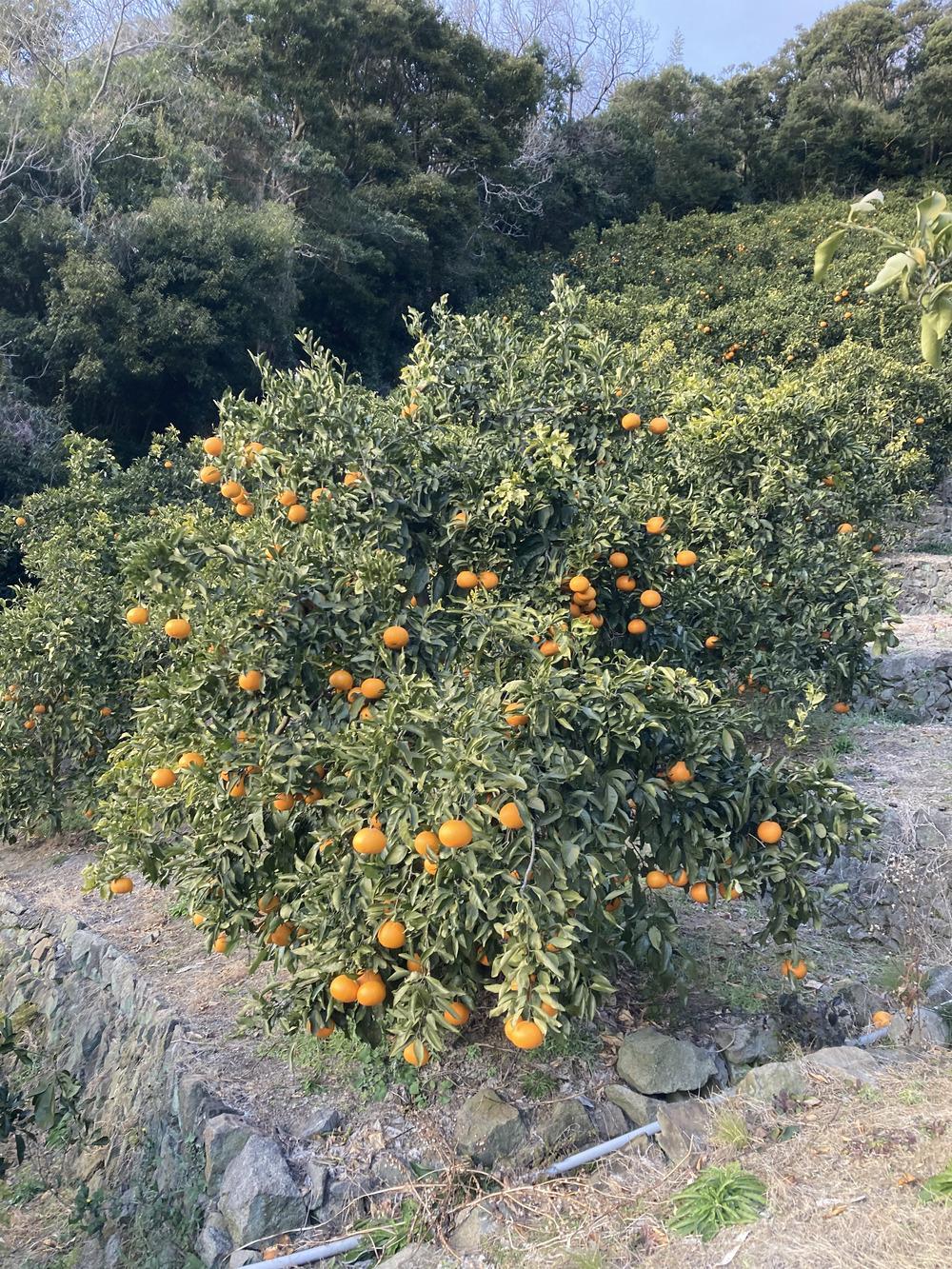 和歌山県産 清見オレンジ 5kg