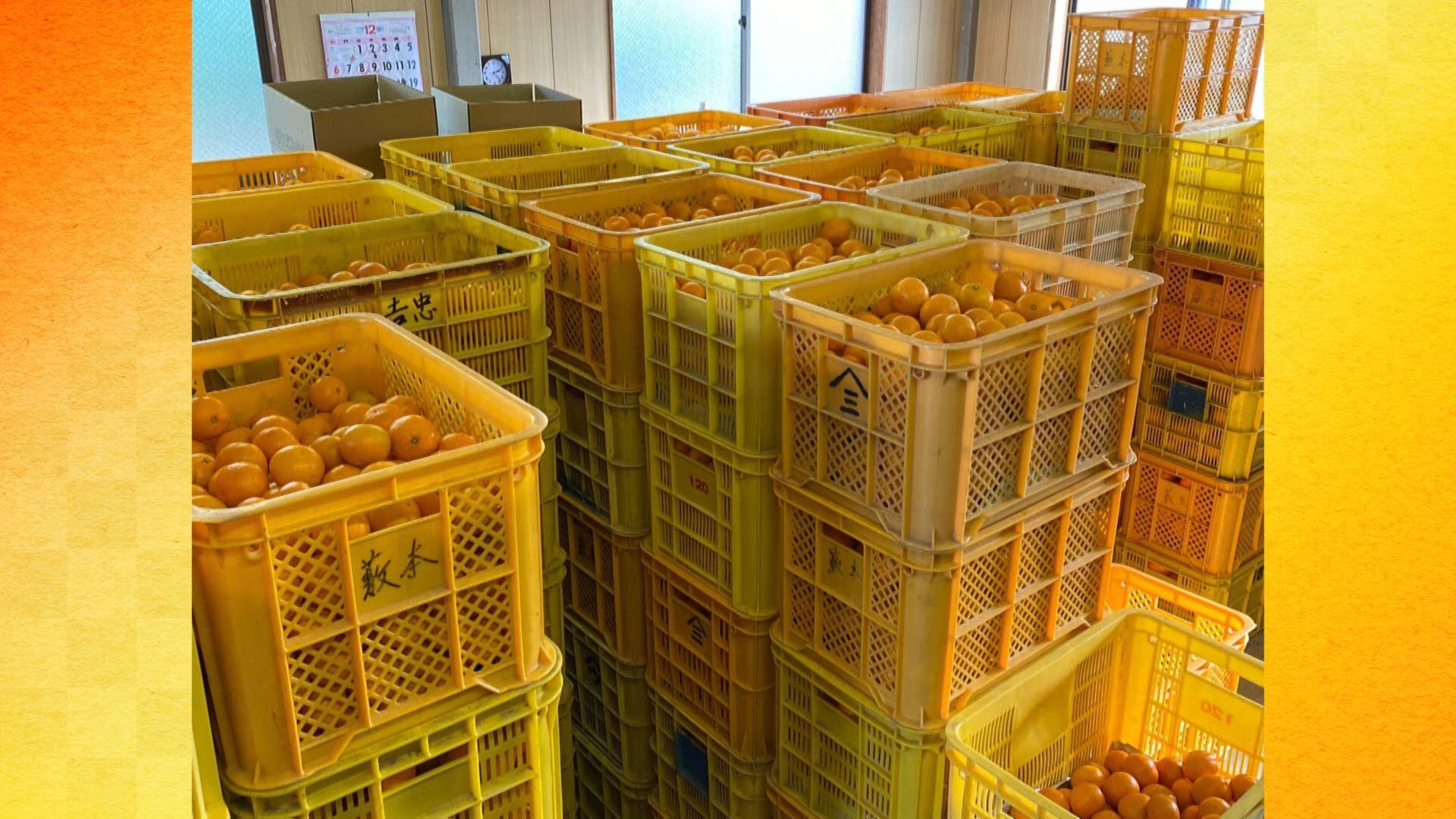 熟成　有田みかん 10kg（約100個）