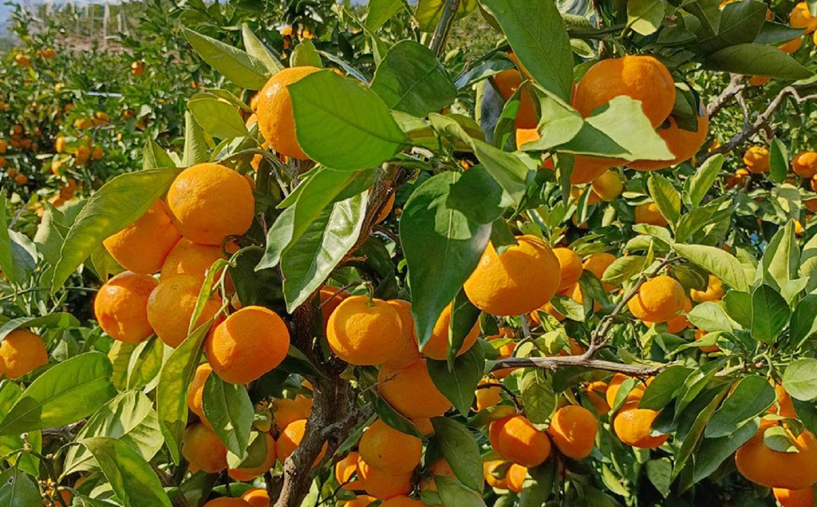 ［先行予約］ご家庭用 極早生 有田みかん 約2kg 2S～Lサイズ混合