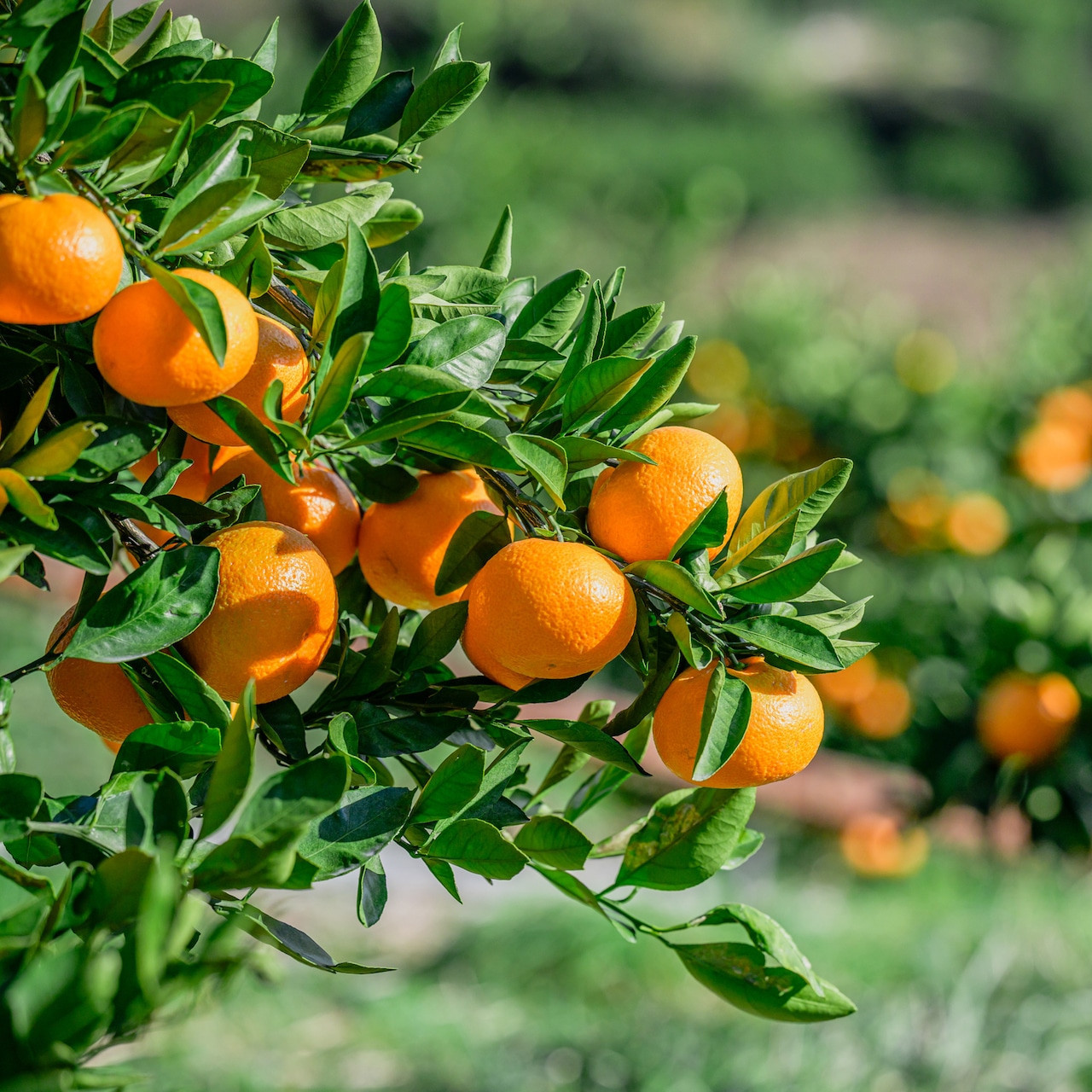 nalu juice 有田みかん 250ml × 6本 セット 鳴川農園