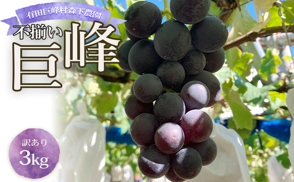 数量限定 訳あり 不揃い 有田産 巨峰 約 3kg 有田 巨峰村 森下農園 ぶどう 送料無料 フルーツ