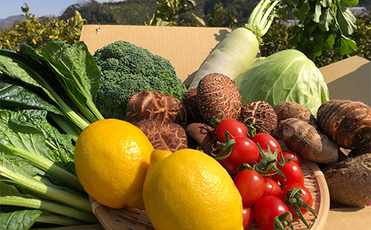 【産地直送定期便】季節の野菜　年６回（隔月お届け）＋11月中旬～12月中旬頃は有田みかん10kgをお届け