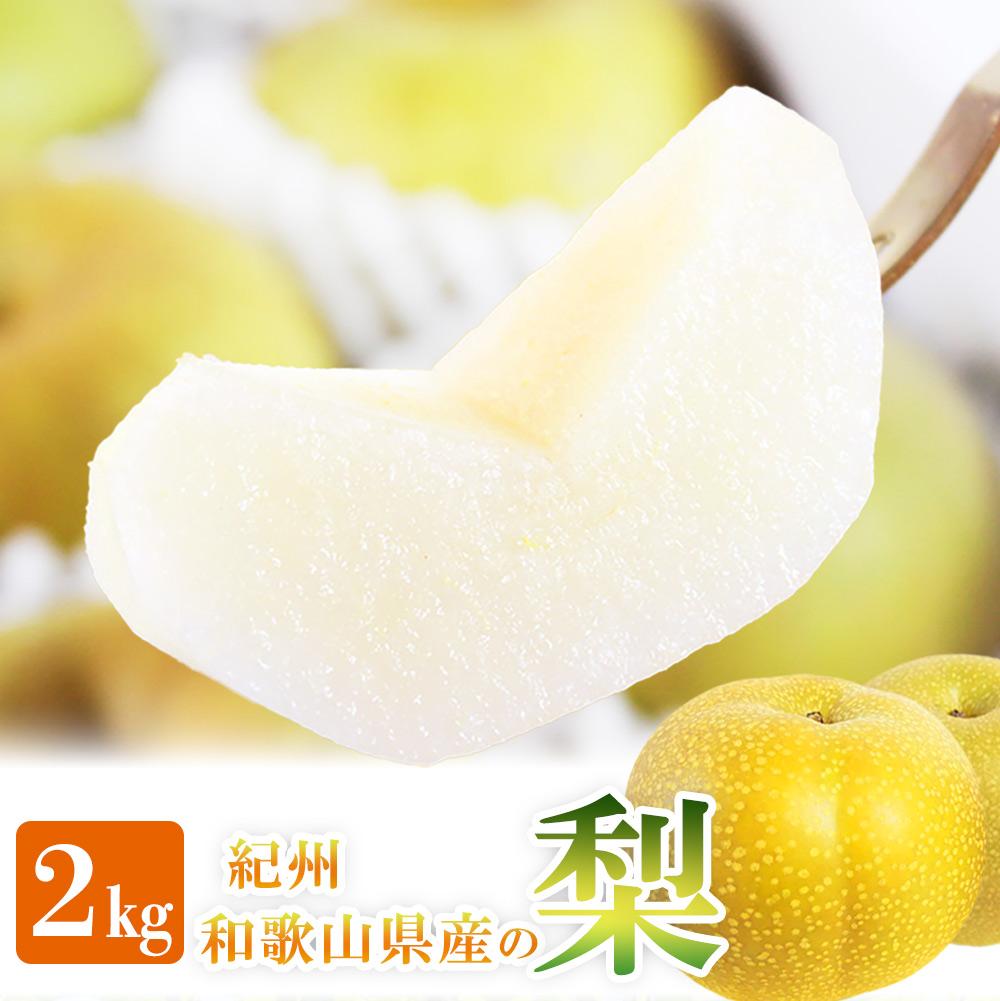 ジューシー果汁の紀州有田産の梨約２kg 　化粧箱入【先行予約】【2025年8月下旬以降発送予定】