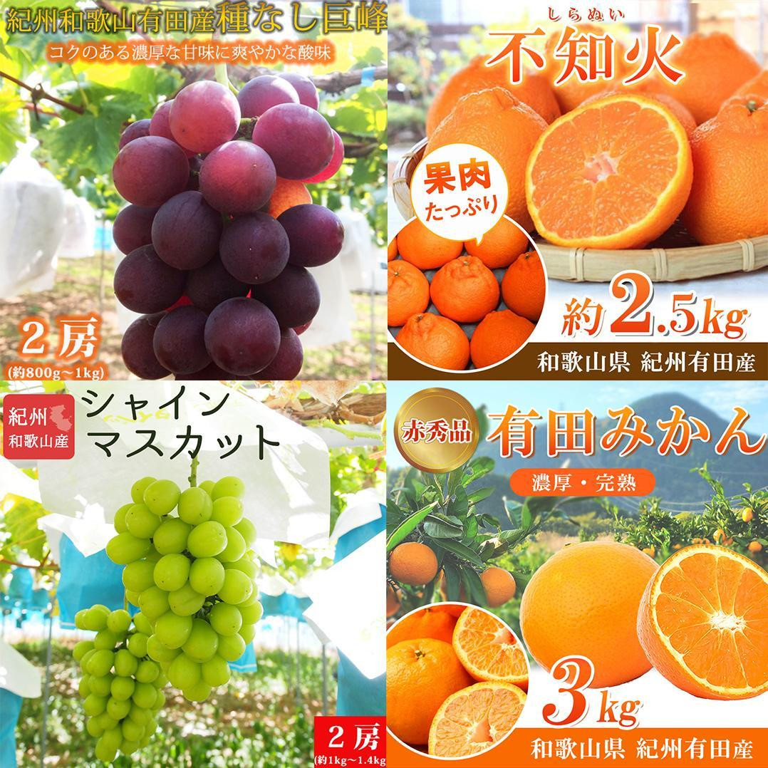 【2・8・9・12月 全4回】紀州和歌山産旬のフルーツセット（巨峰・シャインマスカット・みかん・不知火） 定期便