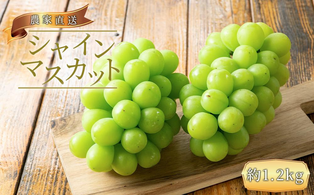 農家直送 朝採り シャインマスカット 約1.2kg  ［2026年・先行予約］