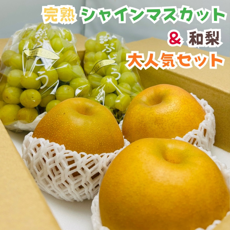 ［先行予約・2026年発送］朝採れ完熟シャインマスカットと和梨 大人気セット 約2kg