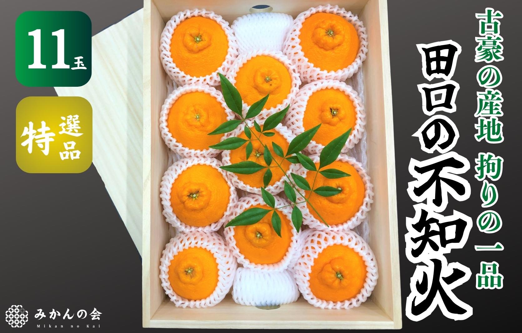 不知火 古豪の産地 田口の不知火 11玉木箱入 特選品 産地直送 贈答用 数量限定［みかんの会］