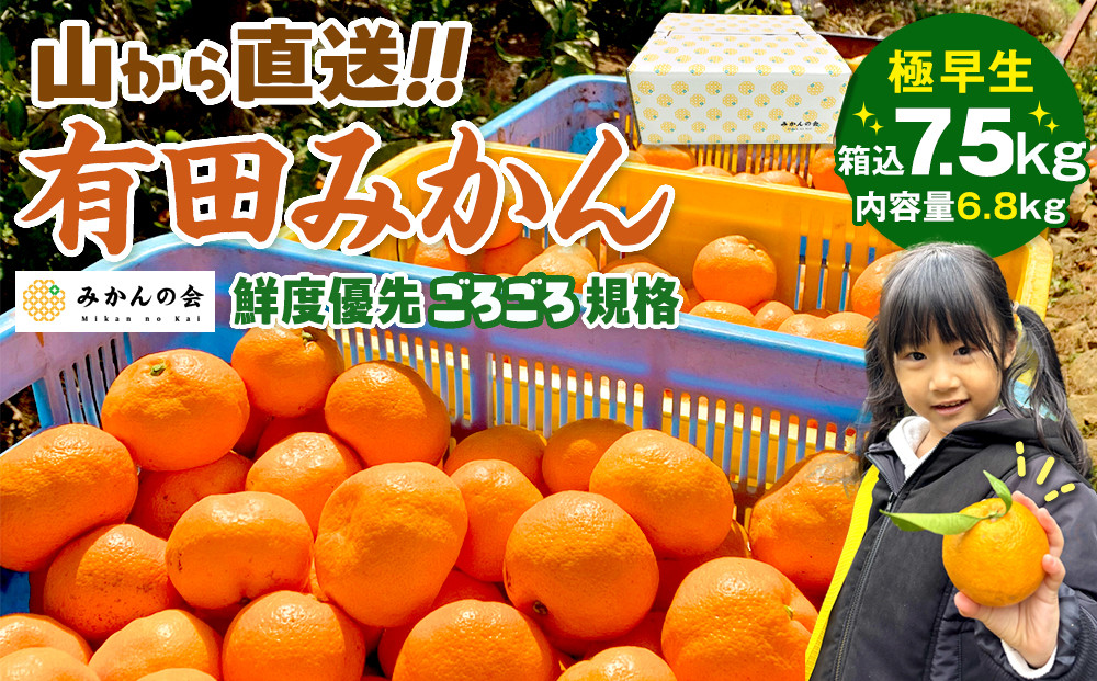 みかん 極早生 山から直送 箱込 7.5kg (内容量約 6.8kg) 採れたてそのままごろごろ規格 有田みかん 和歌山県産 【みかんの会】