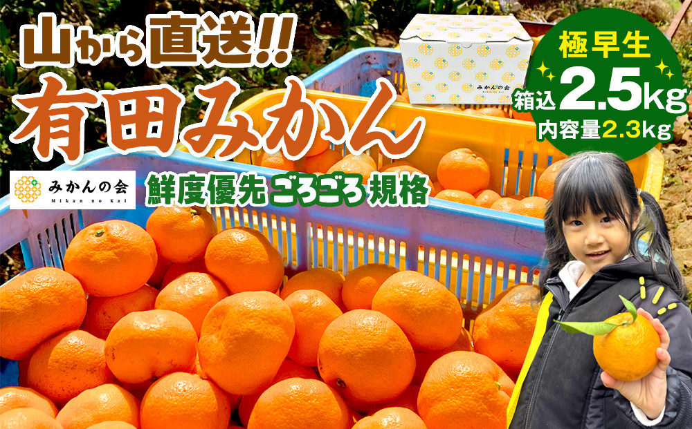 みかん 極早生 山から直送 箱込 2.5kg (内容量約 2.3kg) 採れたてそのままごろごろ規格 有田みかん 和歌山県産 【みかんの会】