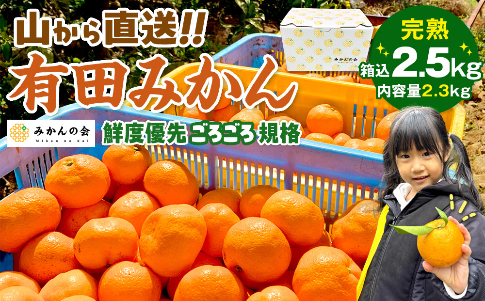 みかん 山から直送 箱込 2.5kg ( 内容量約 2.3kg ) 鮮度優先ごろごろ規格 和歌山県産 産地直送 家庭用［2025年11月中旬より2026年1月中旬頃順次出荷予定］［みかんの会］