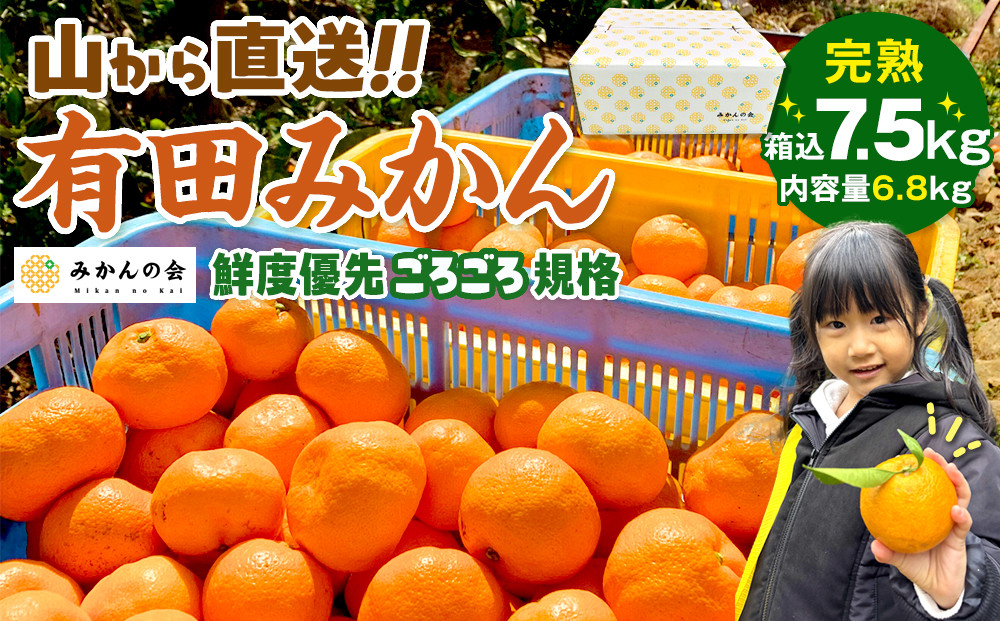 みかん 山から直送 箱込 7.5kg ( 内容量約 6.8kg ) 鮮度優先ごろごろ規格 和歌山県産 産地直送 家庭用［2025年11月中旬より順次出荷予定］［みかんの会］