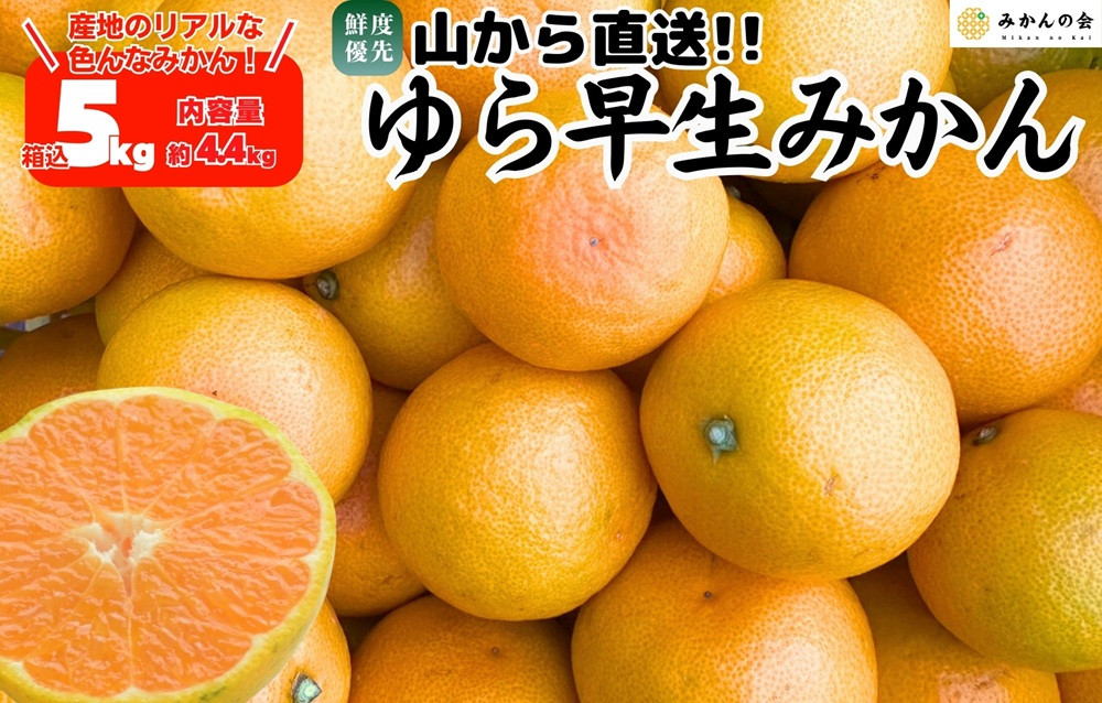 ゆら早生 みかん 山から直送 箱込 5kg (内容量 4.4kg) 採れたてそのままごろごろ規格 有田みかん 和歌山県産 【みかんの会】［2026年10月下旬頃より順次発送予定］