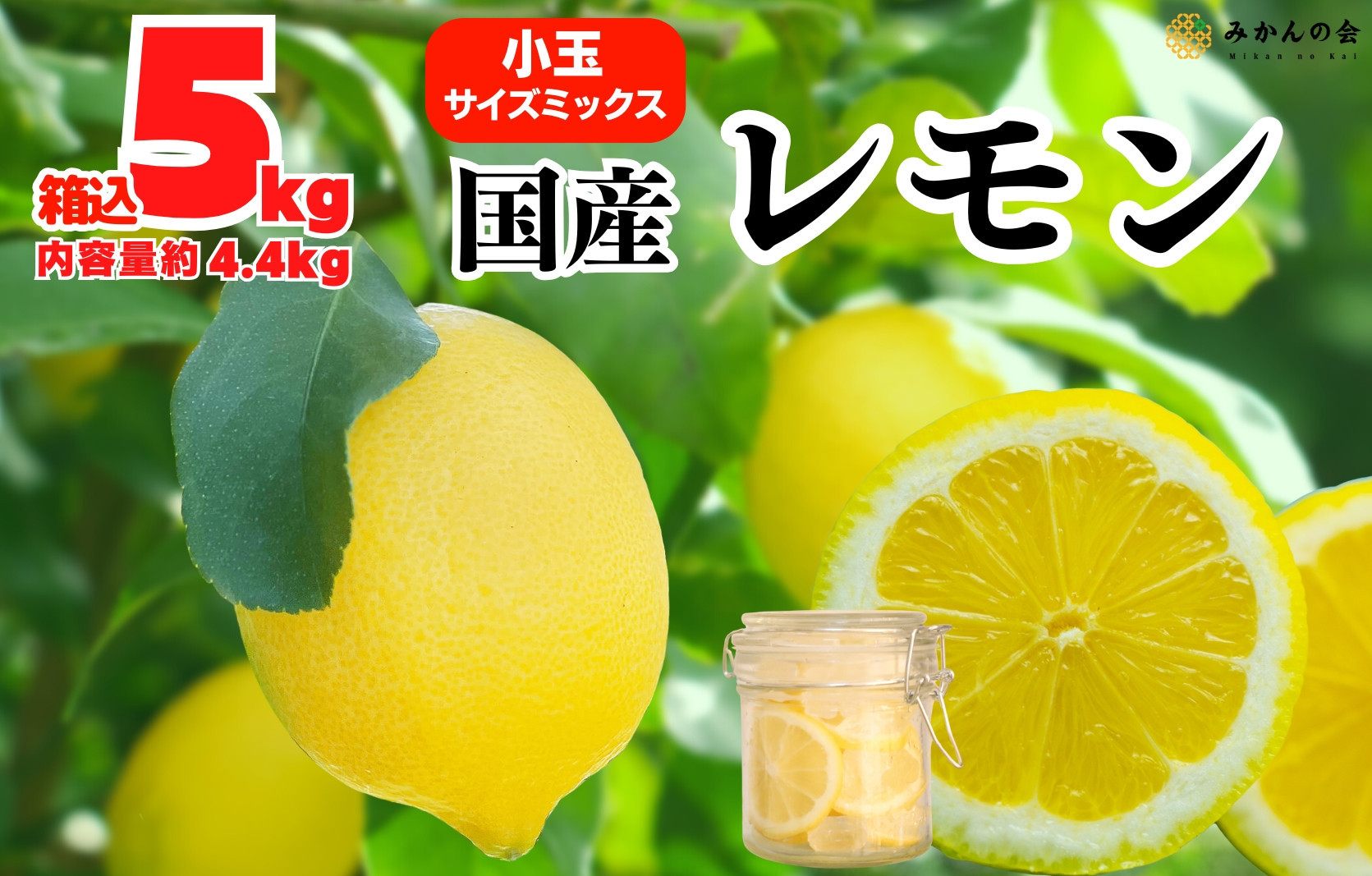 レモン 小玉 国産 箱込5kg(内容量約4.4kg) 秀品 S M L サイズミックス 和歌山県有田産 【みかんの会】