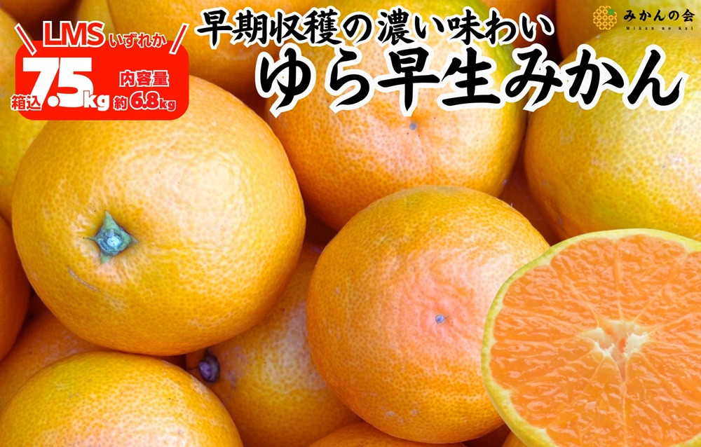 ゆら早生 みかん 箱込7.5kg (内容量 6.8kg) SMLサイズのいずれか 秀品 優品 混合 有田みかん 和歌山県産 【みかんの会】