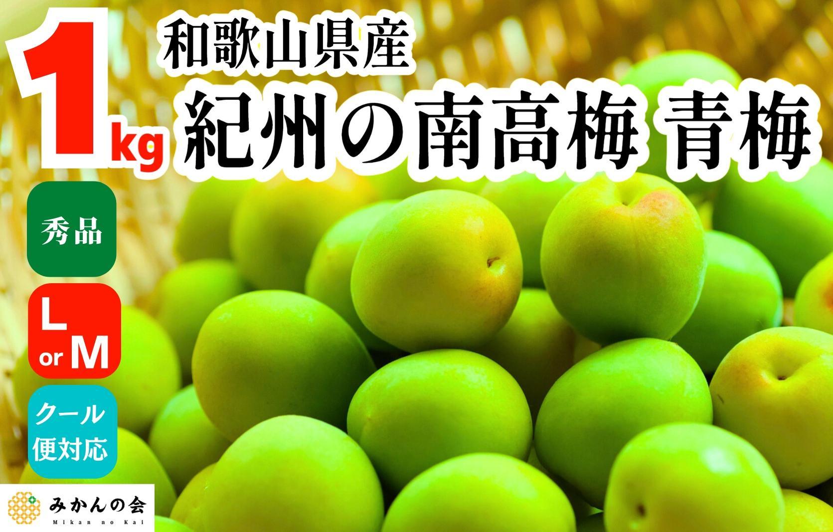 [2025年6月上旬出荷] 青梅 南高梅 約1kg 秀品 LまたはMサイズ 和歌山県産 A品 梅酒作り用 梅ジュース作り用