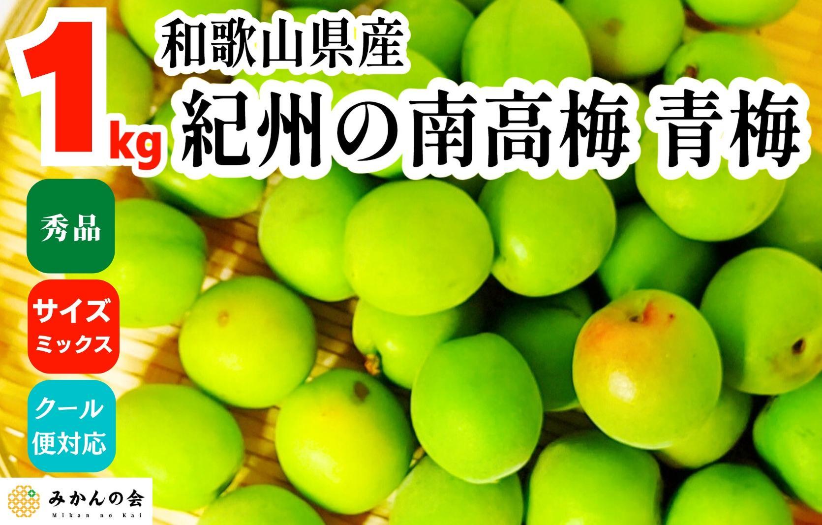 ［2026年6月上旬出荷］ 青梅 南高梅 約1kg 秀品 サイズミックス  和歌山県産 A品 梅酒作り用 梅ジュース作り用