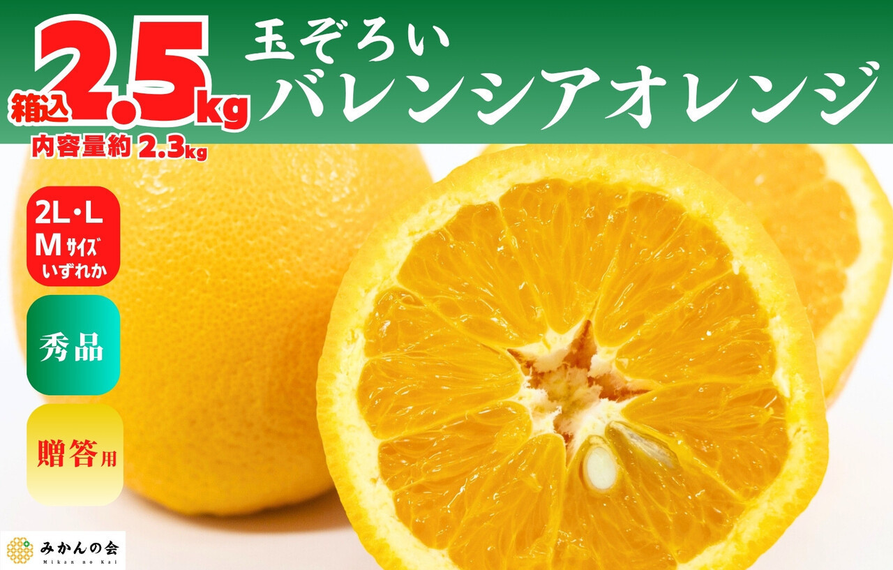 【お中元】バレンシアオレンジ 国産 玉ぞろい 秀品 箱込 約2.5kg (内容量 2.3kg ) 2L L M サイズのいずれか 和歌山県産 産地直送 みかんの会 【7月上旬～8月上旬に順次発送】