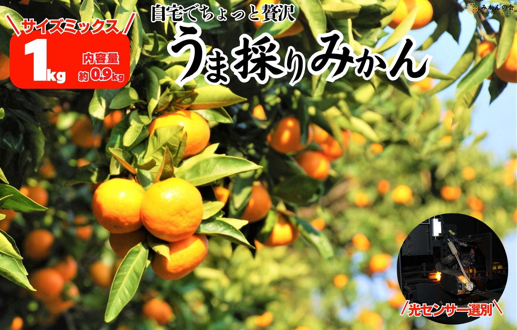 みかん うま採り 箱込約 1kg（内容量0.9kg） 光センサー選別 みかんの会厳選 サイズミックス 和歌山県産 産地直送 【みかんの会】［2025年11月中旬より2026年1月中旬頃順次出荷予定］
