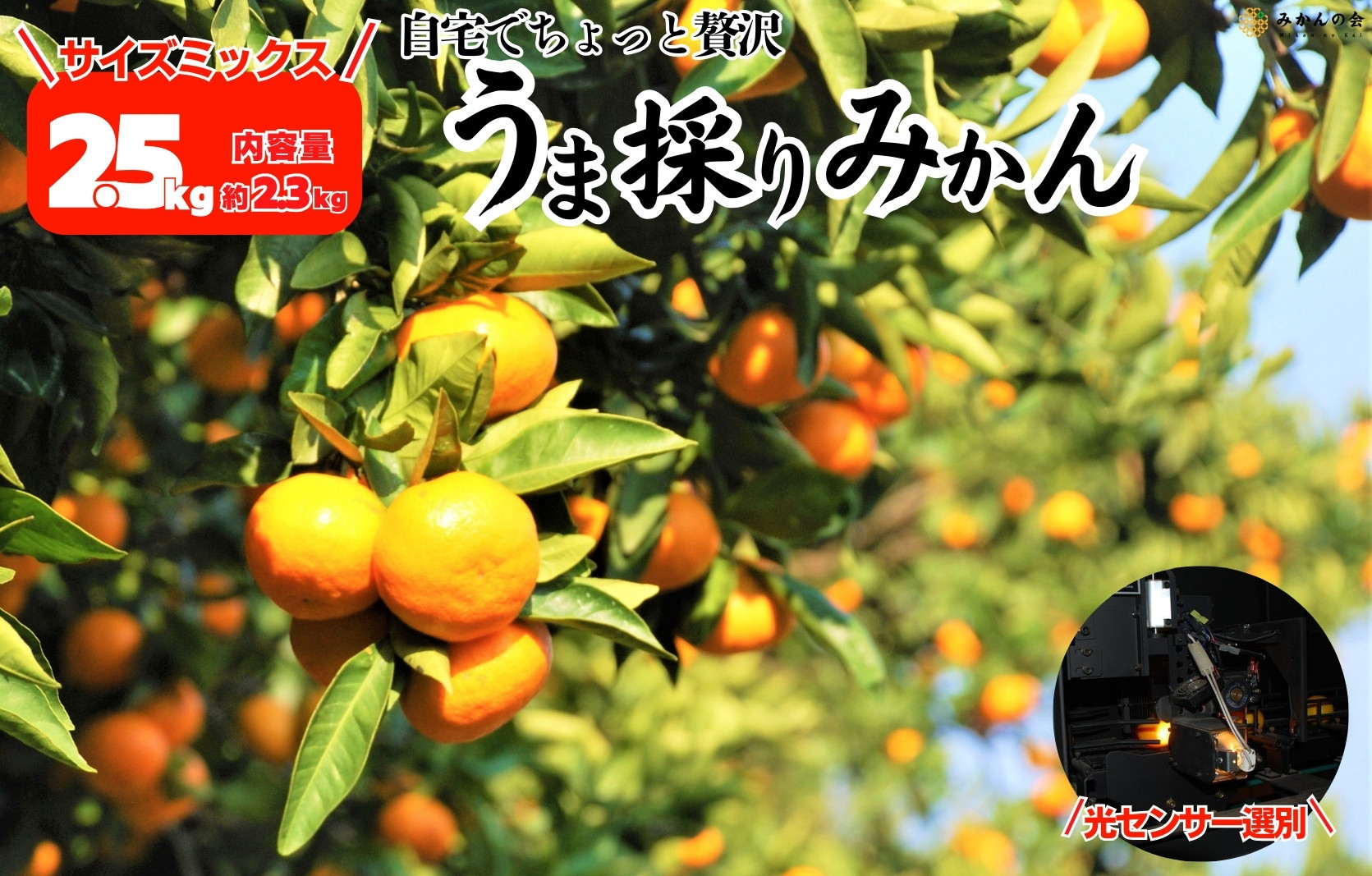みかん うま採り 箱込約 2.5kg（内容量2.3kg） 光センサー選別 みかんの会厳選 サイズミックス 和歌山県産 産地直送 【みかんの会】［2025年11月中旬より2026年1月中旬頃順次出荷予定］