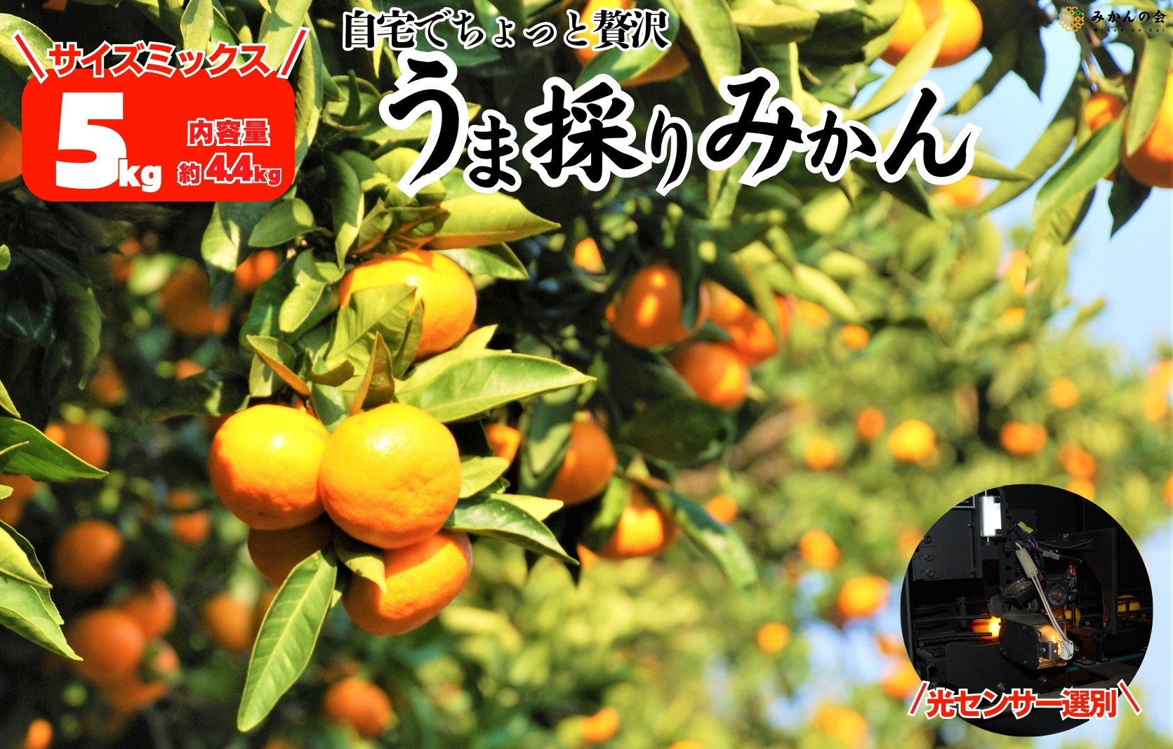 みかん うま採り 箱込約 5kg（内容量4.4kg） 光センサー選別 みかんの会厳選 サイズミックス 和歌山県産 産地直送 【みかんの会】［2025年11月中旬より2026年1月中旬頃順次出荷予定］