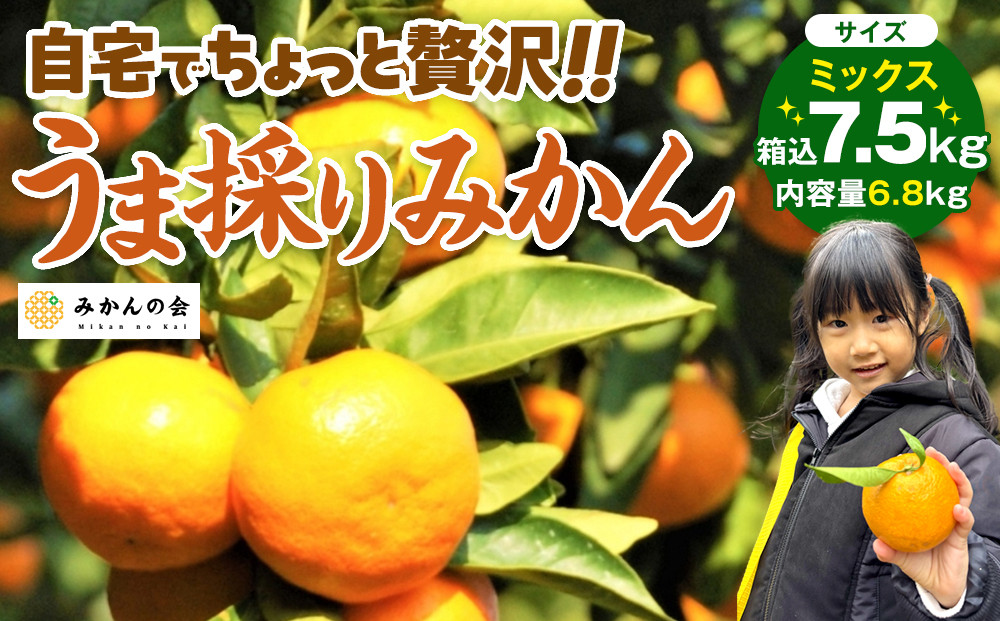 みかん うま採り 箱込約 7.5kg（内容量6.8kg） 光センサー選別 みかんの会厳選 サイズミックス 和歌山県産 産地直送 【みかんの会】［2026年11月中旬より順次出荷予定］
