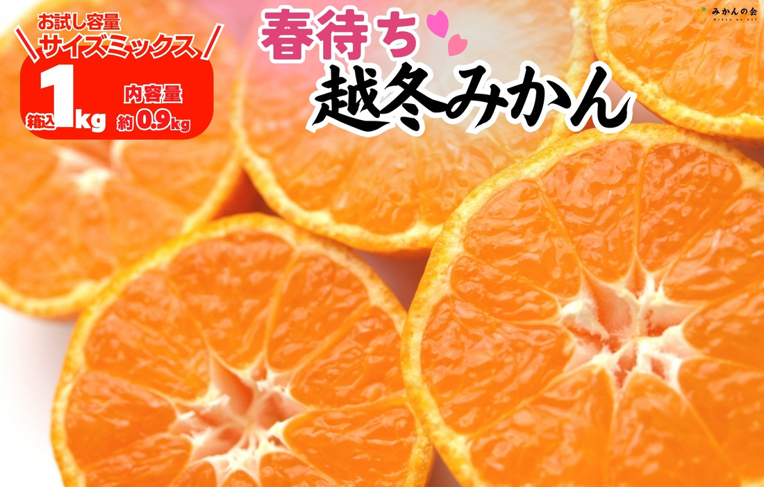 みかん 春待ち 越冬みかん 箱込1kg(内容量0.9kg) 等級／サイズミックス 和歌山県産 産地直送