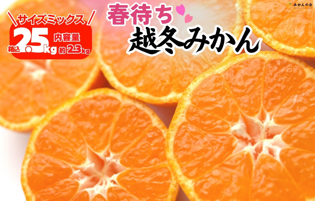 みかん 春待ち 越冬みかん 箱込2.5kg(内容量2.3kg) 等級／サイズミックス 和歌山県産 産地直送