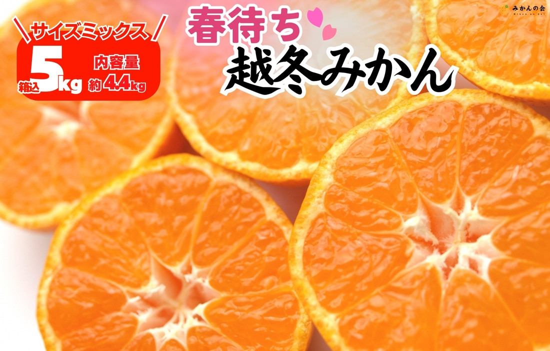みかん 春待ち 越冬みかん 箱込5kg(内容量4.4kg) 等級／サイズミックス 和歌山県産 産地直送