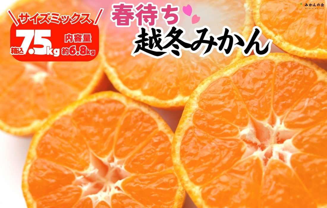 みかん 春待ち 越冬みかん 箱込7.5kg(内容量6.8kg) 等級／サイズミックス 和歌山県産 産地直送