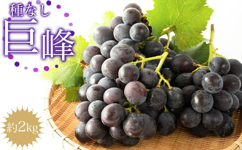 ［先行予約］種なし巨峰　約２kg［2026年8月上旬以降順次発送］