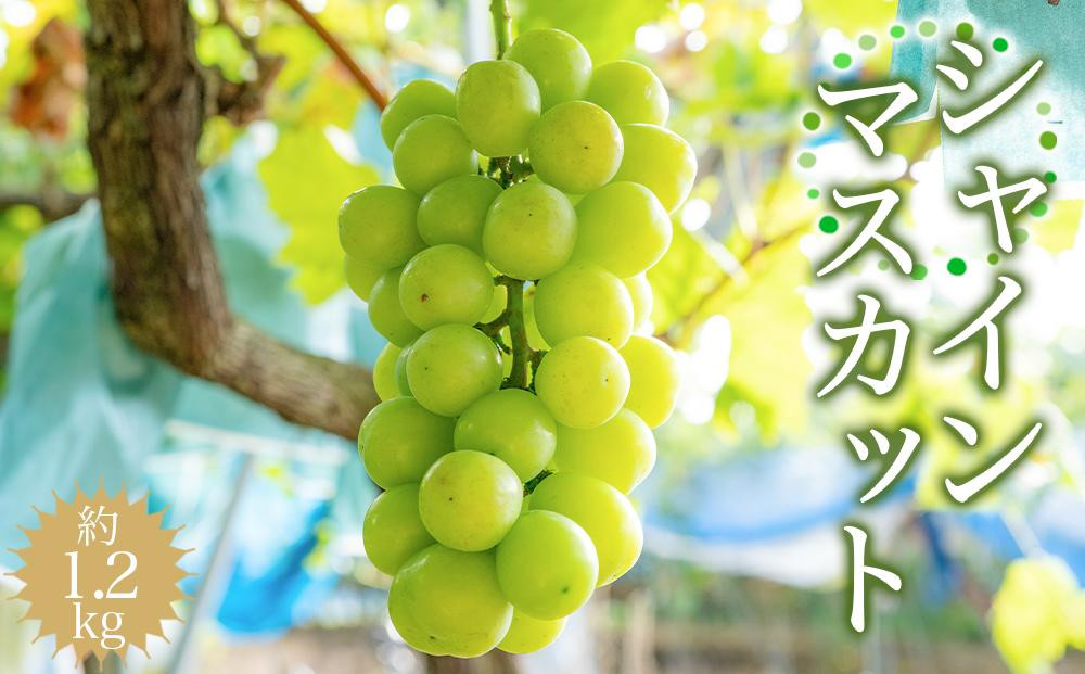 ［先行予約］シャインマスカット 約1.2kg ［2026年8月中旬以降順次発送］