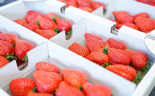 おいしさにこだわった いちご 苺 さちのか 300g × 4パック 合計 1.2kg 2L サイズ 江川農園