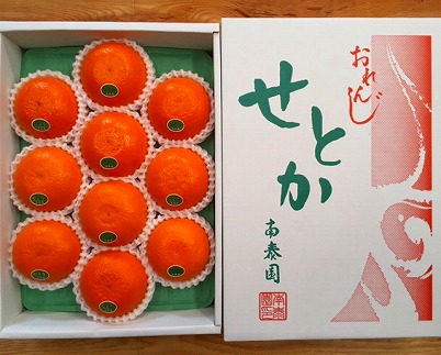 化粧箱 柑橘の大トロ ハウス せとか 厳選 10玉入
