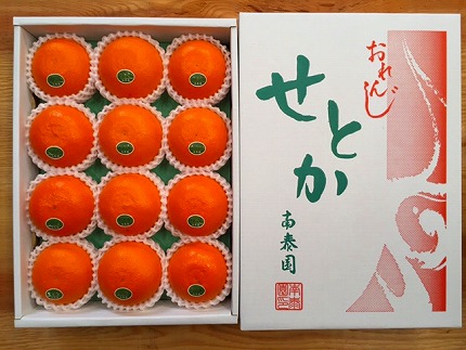 化粧箱 柑橘の大トロ ハウス せとか 厳選 12玉入