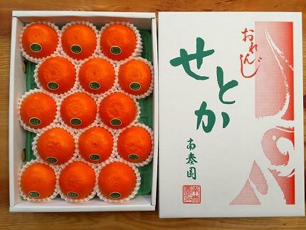 化粧箱 柑橘の大トロ ハウス せとか 厳選 15玉入