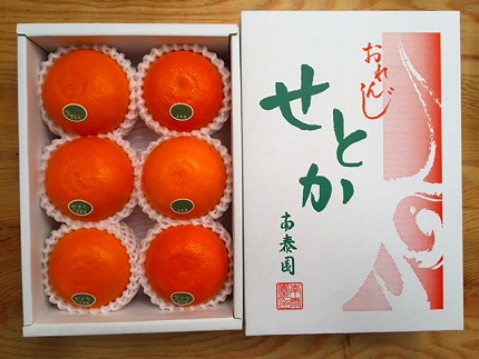 ハーフ 化粧箱 柑橘の大トロ ハウス せとか 厳選 6玉入 南泰園