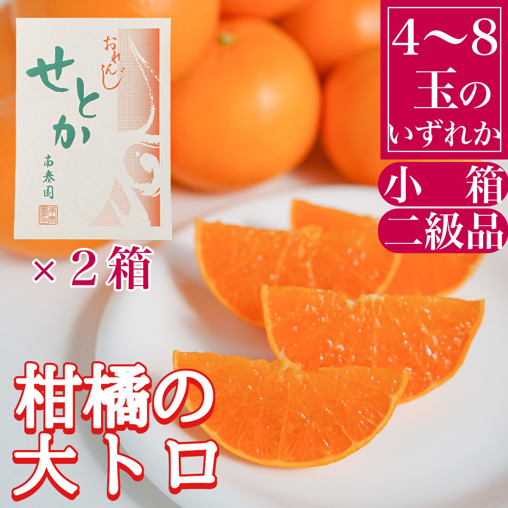 ［2箱セット］ちょっと 傷あり ハーフ 化粧箱 柑橘の大トロ ハウス せとか 4 ～ 8玉入 × 2箱 南泰園