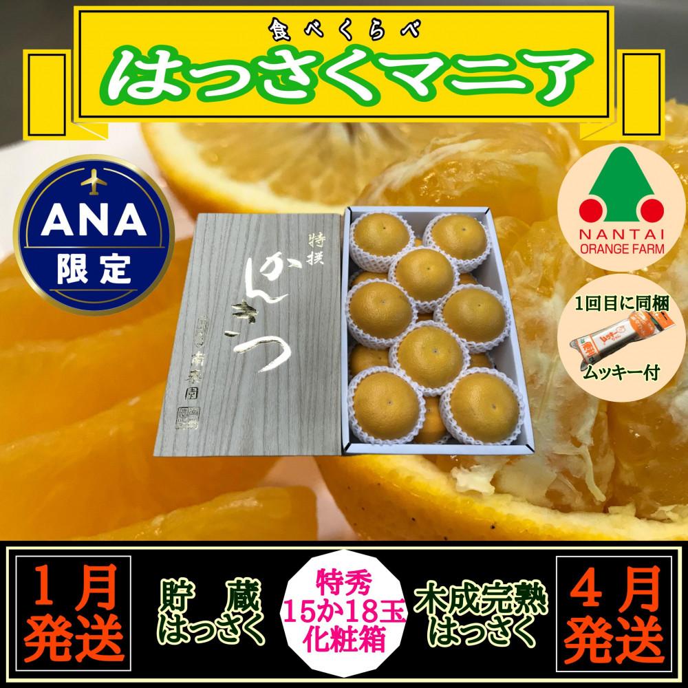 【ANA限定】1・4月発送 全2回 定期便 はっさく マニア 貯蔵 ＆ 木成完熟  特秀 15 または 18玉  2段詰 和歌山 有田 南泰園