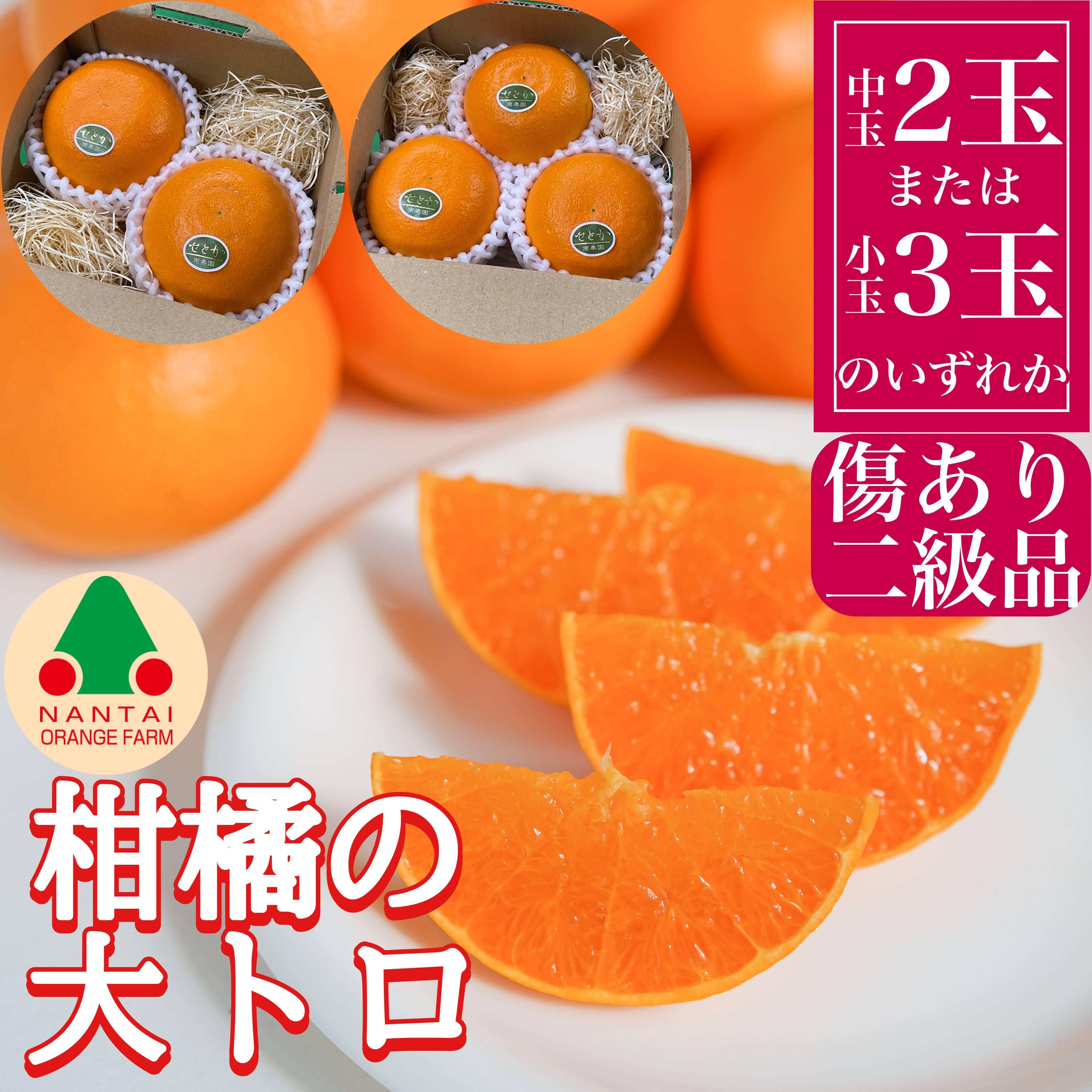 お試し規格 柑橘の大トロ ハウス せとか ちょっと 傷あり 2玉 または 3玉入 手さげ箱 南泰園 和歌山 有田