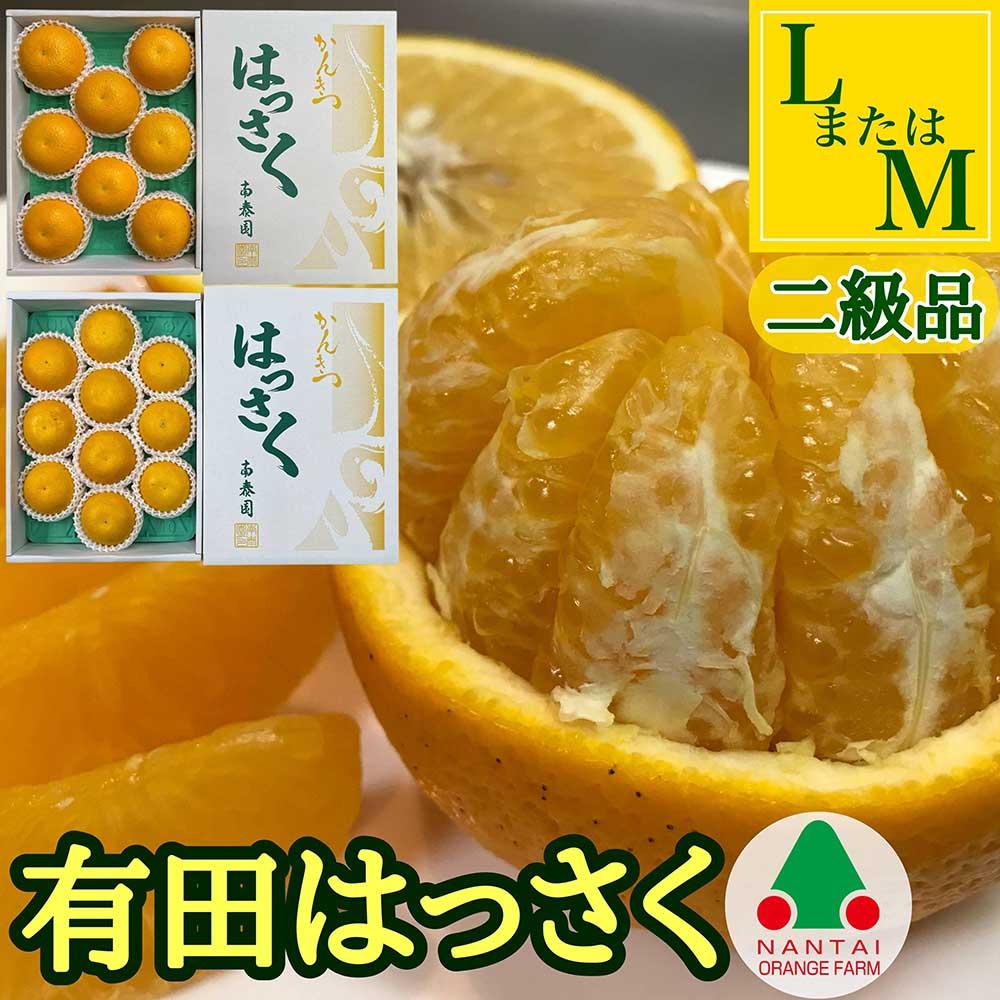 手詰め 有田 はっさく L × 8玉 または M × 10玉 サイズ ちょっと 傷あり 南泰園 みかん