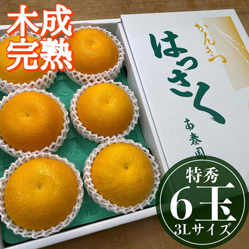 4月 まで 木成 完熟 させた 有田 はっさく 特秀 大玉 3L × 6玉 化粧箱 南泰園 みかん